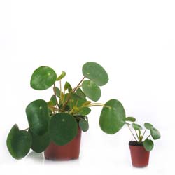 Pilea, Planta chinesa do dinheiro